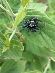 Paraphidippus aurantius