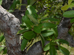 Curatella americana