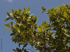 Curatella americana