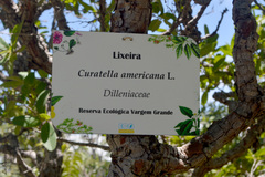 Curatella americana
