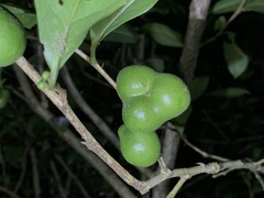 Camellia sinensis assamica