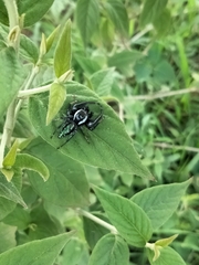 Paraphidippus aurantius