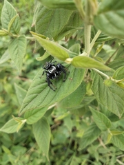 Paraphidippus aurantius