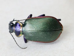 Calosoma scrutator