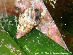 Tricolia speciosa