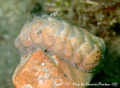 Lepidopleurus cajetanus