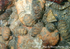 Lepidopleurus cajetanus