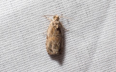 Olethreutes tilianum