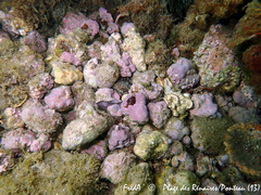 Phymatolithon calcareum