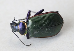 Calosoma scrutator