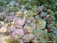 Phymatolithon calcareum