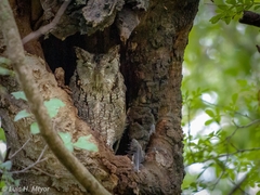 Megascops asio mccallii