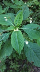 Impatiens parviflora