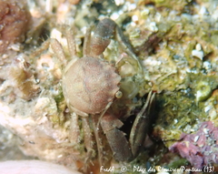 Pisidia