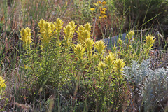 Castilleja flava flava