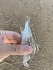 Nibea coibor
