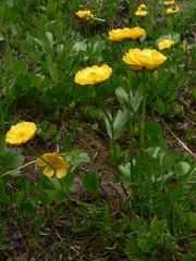 Ranunculus altaicus