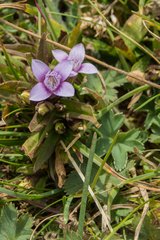 Gentianella columnae