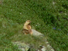 Marmota baibacina