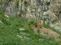 Marmota baibacina