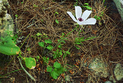 Ranunculus asiaticus