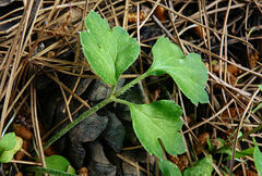 Ranunculus asiaticus