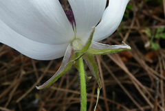 Ranunculus asiaticus