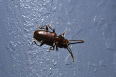 Cryptamorpha brevicornis