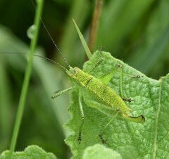 Leptophyes punctatissima