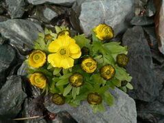 Ranunculus altaicus