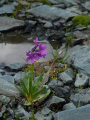 Primula nivalis