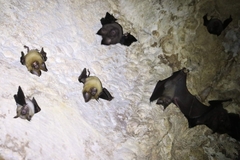 Hipposideros lekaguli