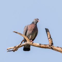 Columba oenas