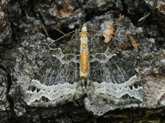 Ecliptopera capitata