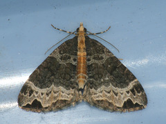 Ecliptopera capitata