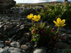 Saxifraga hirculus
