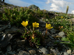 Saxifraga hirculus