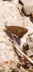 Hyponephele dysdora