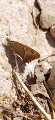 Hyponephele dysdora