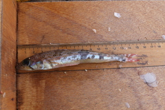 Aulopus filamentosus