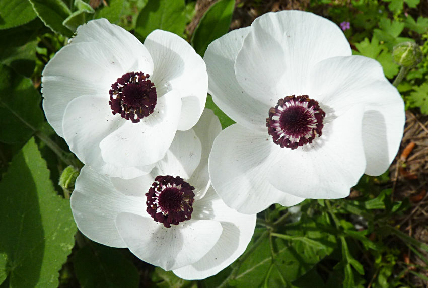 Ranunkel (Ranunculus asiaticus): Herkunft und Verwendung — foto 1