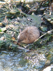 Ondatra zibethicus zibethicus