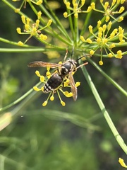Dolichovespula maculata