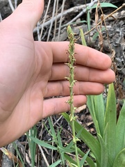Platanthera tescamnis