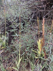 Platanthera tescamnis
