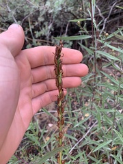Platanthera tescamnis