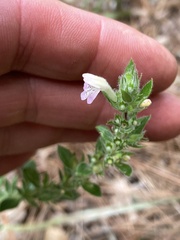 Clinopodium talladeganum