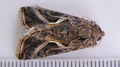 Autographa flagellum