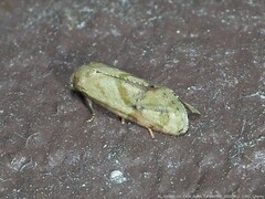 Platphalonidia magdalenae