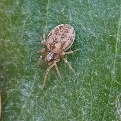 Dictynomorpha strandi